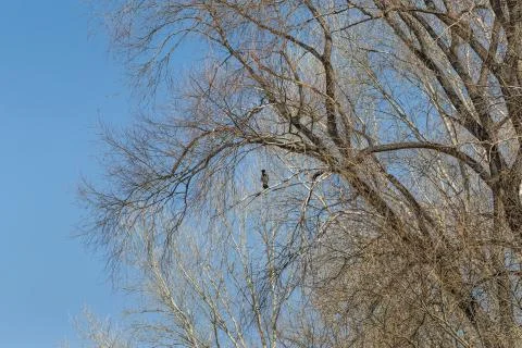The gray crow sits on a tree waiting for spring Foto stock