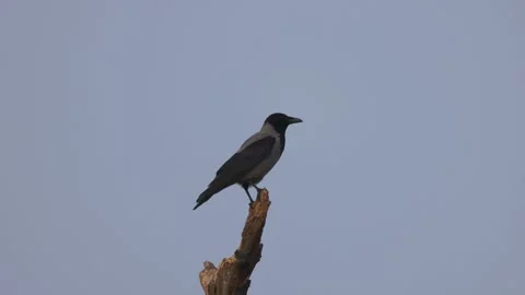 Gray crow sitting on top of a tree, 4K slomo Stock Footage 171861845