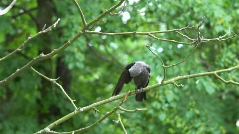 Gray crow sitting on tree on and cleans the wings and feathers Видео 134258613