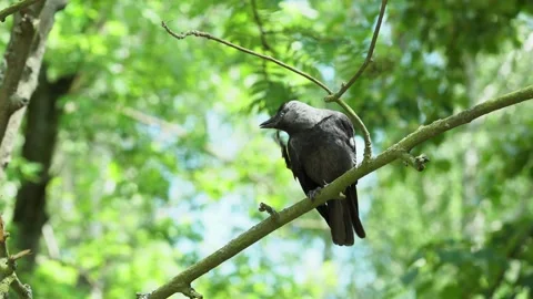 Gray crow sitting on tree on and cleans the wings and feathers close-up Stock Footage 134258720