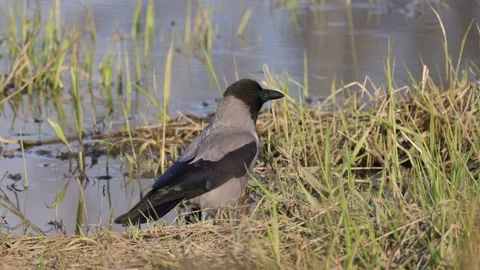 A gray crow stands in the sun and watches, 4K slomo Stock Footage 170159953
