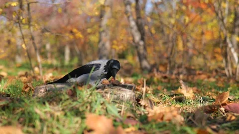 A gray crow takes a walnut in its beak, in the autumn foliage in the park Stock Footage 221436567