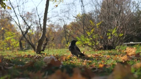 A gray crow walks on the grass in a park with yellow fallen leaves. Stock Footage 221436375