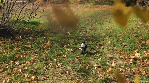 A gray crow walks on the grass in a park with yellow fallen leaves. Stock Footage 221436473