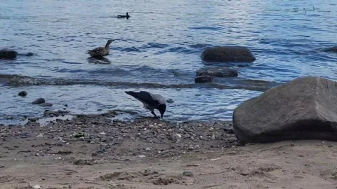 A gray crow wanders along the riverbank in search of food and drinking water fro Видео 337583225