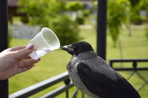 The gray crow will quench their thirst from a plastic disposable cup Stock Photos