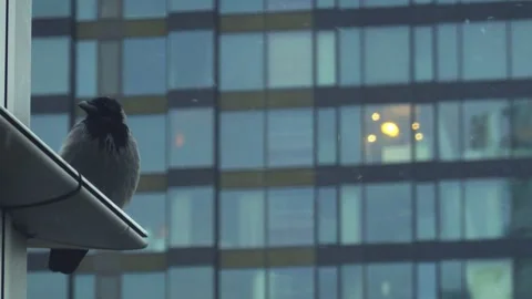 Gray crow on the windowsill Stock Footage 148179050