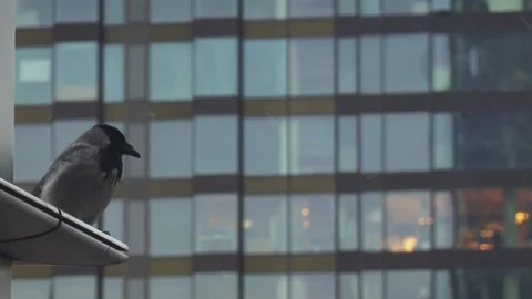 Gray crow on the windowsill Stock Footage 148179054