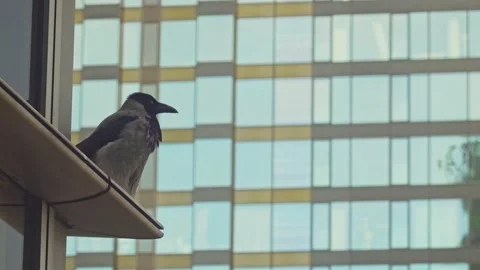 Gray crow on the windowsill Stock Footage 150282486