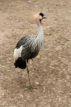 Gray Crowned Crane close-up Foto stock