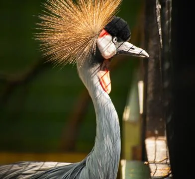 Gray crowned crane looking to the side with bokeh or blurry background Stock Photos