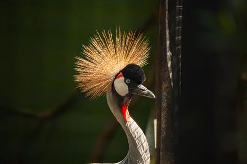 Gray crowned crane looking to the side with bokeh or blurry background Stock Photos