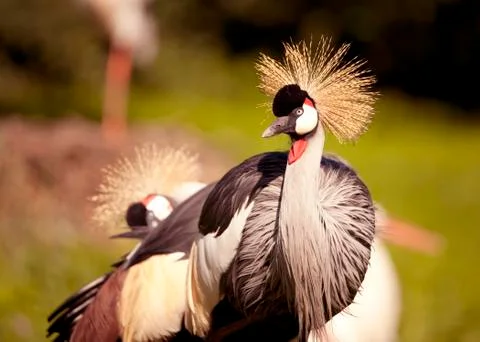 Gray Crowned Crane Stock Photos