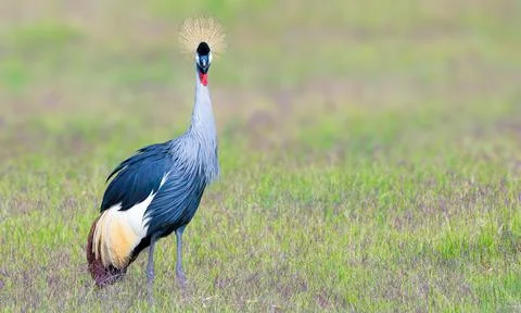 Gray crowned crane Stock Photos