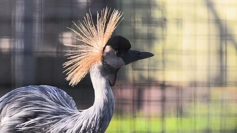 Gray crowned crane portrait Stock Footage 94005785