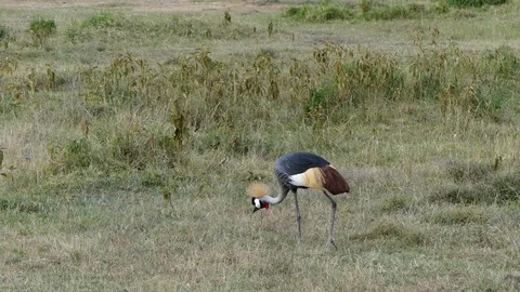 A gray crowned crane walk in the meadow in search of food Stock Footage 100367445