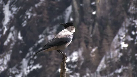 Gray crows (Corvus cornix) Cornacchia grigia Stock Footage 256596311