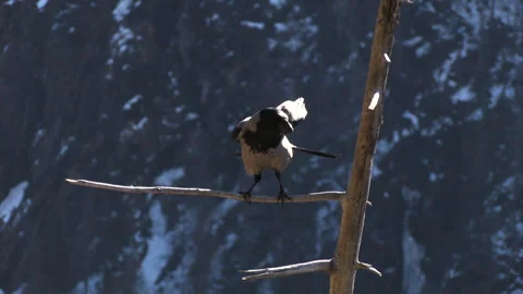 Gray crows (Corvus cornix) Cornacchia grigia Stock Footage 256603099