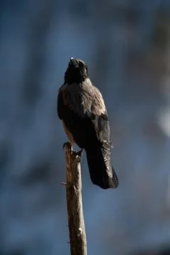 Gray crows (Corvus cornix) Cornacchia grigia Stock Photos