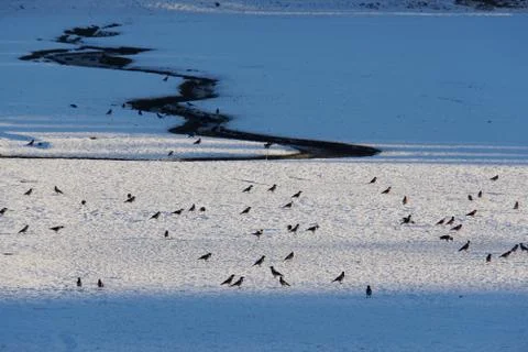 Gray crows Corvus cornix walking on a frozen lake in the park of the Caucasus Stock Photos
