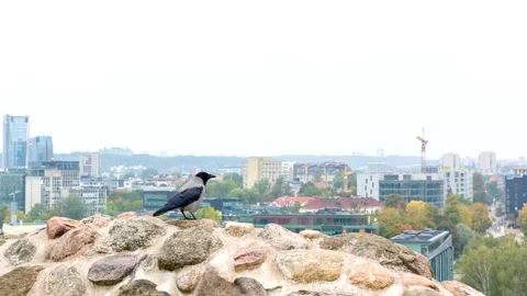 Gray crows frequent visitors in  cities Vídeos de archivo 342599859