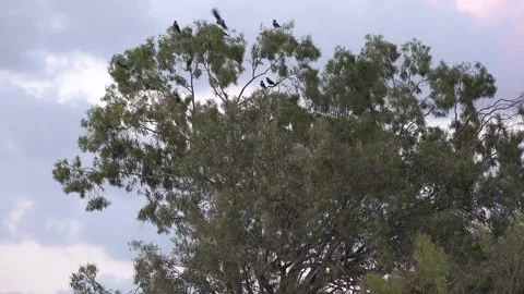 Gray Crows in the Israeli coastal plain landscape Stock Footage 131361527