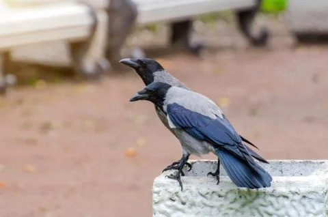 Gray crows take out a bag of garbage in search of food, and pollute the city. Stock Photos