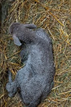 Gray curly-haired calf resting on straw in a farm barn Stock Photos