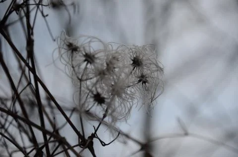 Gray Curly Tree Stock Photos