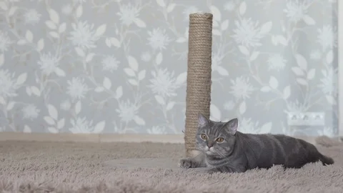 Gray cute cat lying and relaxing on the floor and touching a scratching post Stock Footage 108721794