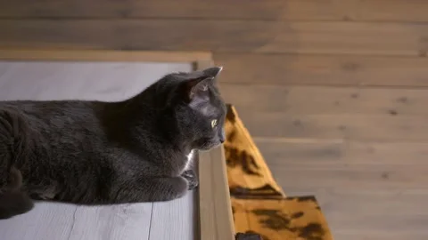 Gray cute cat sits in the attic of wooden house and looks down for its owners Video stock 220287226
