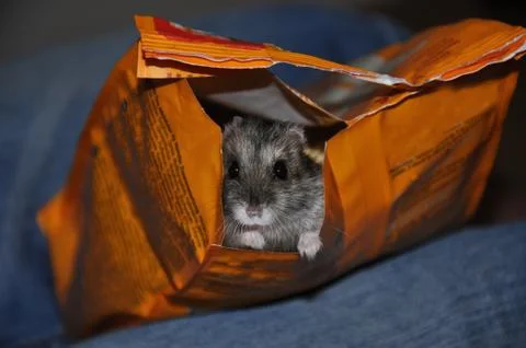 A gray cute hamster looks and crawls out of a pack of food. Symbol of the new Stock Photos