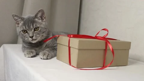 A gray cute kitten lies next to a gift box tied with a red ribbon Stock Footage 220338522