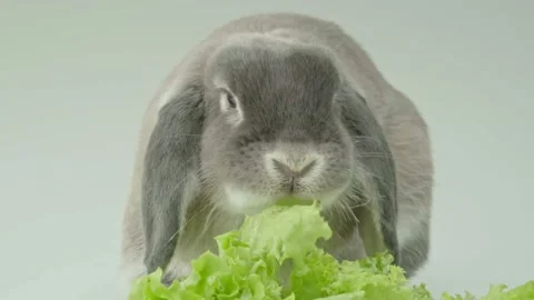 Gray cute rabbit eating salad leaves. Stock Footage 167205675