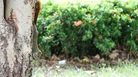 Gray cute squirrel sitting on a branch in a tree eating acorns 動画素材 67463380