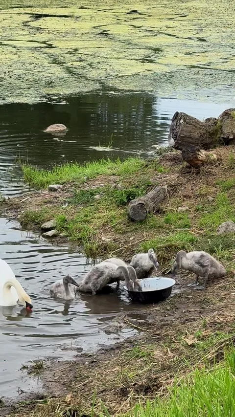 Gray cygnets eating from a bowl Stock Footage 338126774
