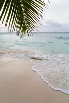 A gray day on the beach Anse Patates in La Digue, Seychelles with a palm leaf Stock Photos