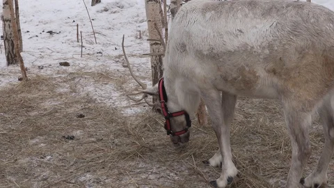 Gray deer with horns eats hay in winter Stock Footage 127750558