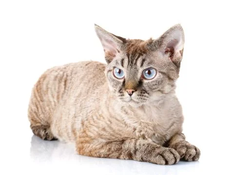 Gray devon rex cat with big ears on white background Stock Photos