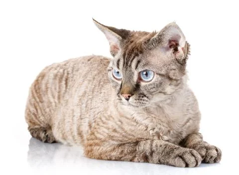 Gray devon rex cat with big ears lying on white Stock Photos