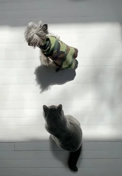 Gray Dog and Cat Indoors in a Square of Light, Viewed from Above Stock Photos