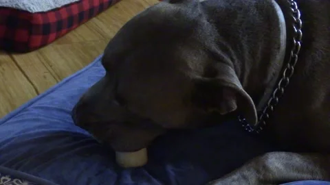 Gray  dog chewing bone. Stock Footage 156591742