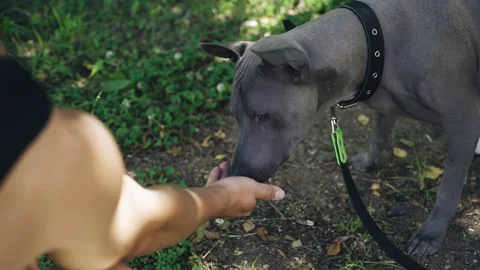A gray dog eats food from a person's hand Stock Footage 202223406