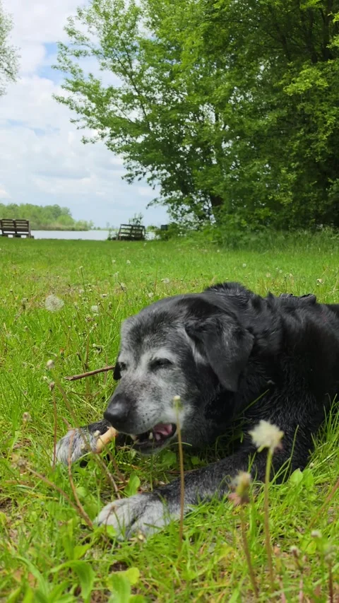 Gray dog ​​gnaws a bone in the grass. Stock Footage 335950714