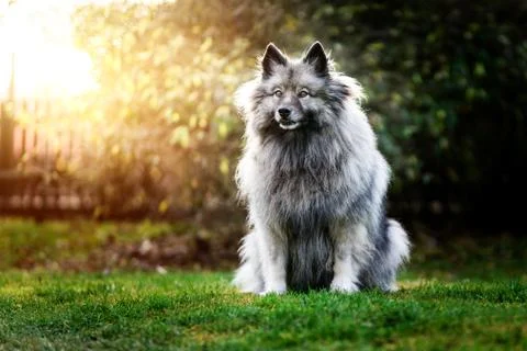 Gray dog Keeshond Stock Photos