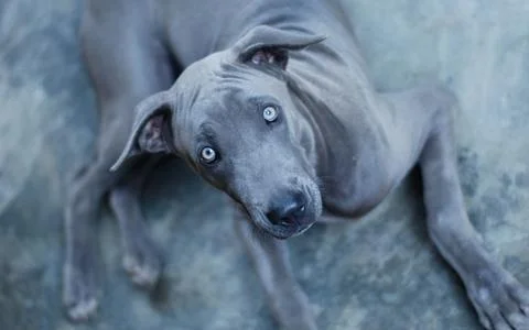 Gray dog Stock Photos