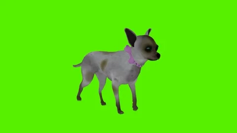 Gray dog walking from the angle of the triangle Stock Footage 246730681