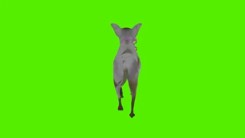 Gray dog walking from the back angle Stock-Footage 246730683
