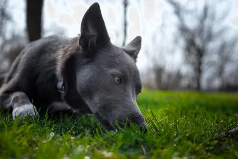 A gray dog with white spots sniffs the grass in the park Stock Photos