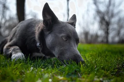A gray dog with white spots sniffs the grass in the park Stock Photos